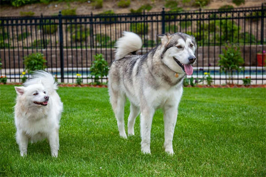 犬のノミ取り櫛の効果と正しい使い方｜獣医師も推奨する健康管理ツール