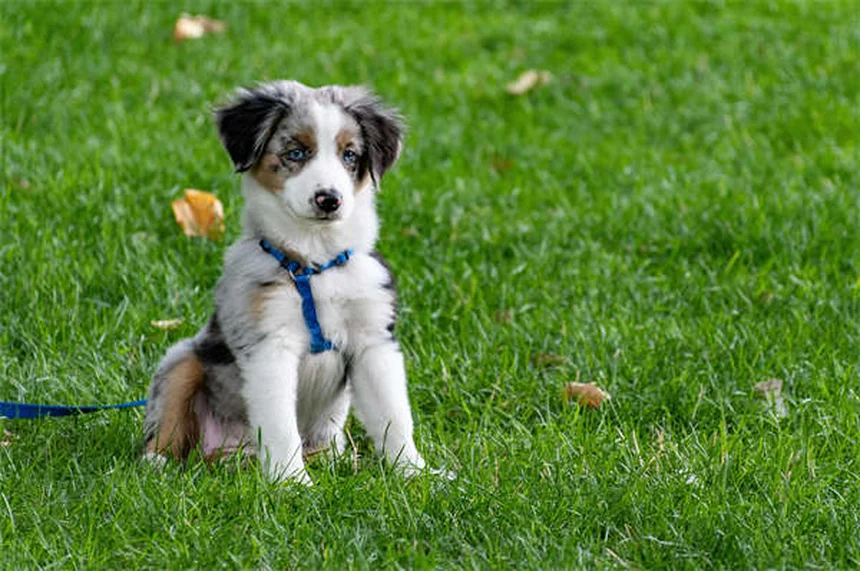 犬のトレーナーになるには？10の実践ステップで夢を叶える方法
