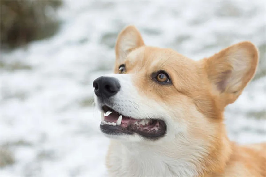 犬の引っ張り防止に効果的！ノー・プルハーネスの選び方と正しい使い方