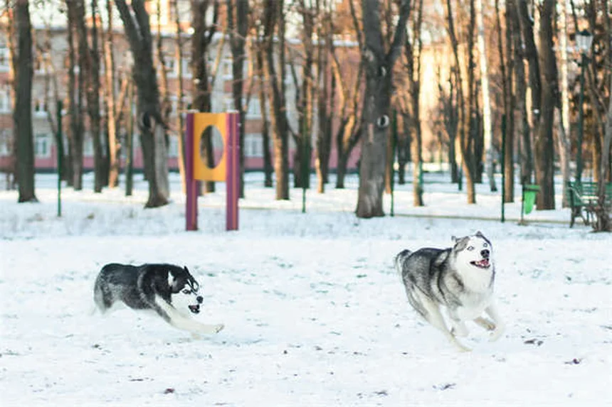 犬の引っ張り防止に効果的！ノー・プルハーネスの選び方と正しい使い方