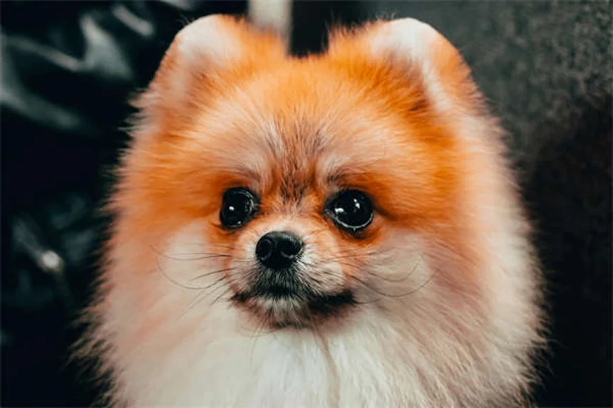 子犬の行動の意味とは？6つのよくある仕草を徹底解説