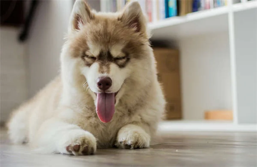 子犬の行動の意味とは？6つのよくある仕草を徹底解説