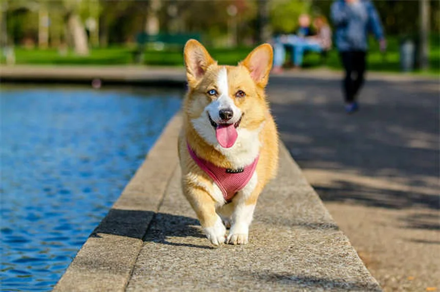 犬のクレートを安心できる居場所にする7つのコツ｜トレーナー直伝の環境づくり