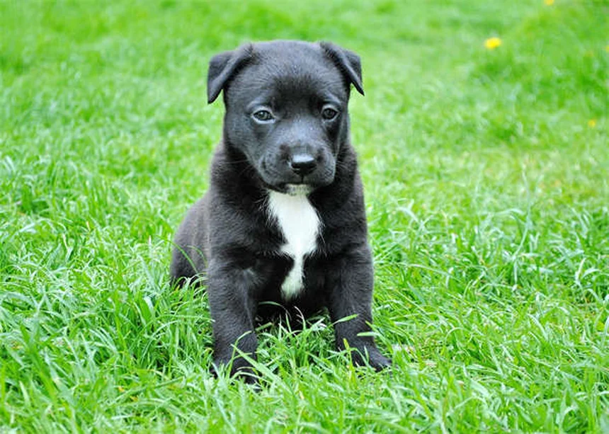 犬の下痢にイモディアムは使える？獣医師が教える安全な使い方と危険な副作用