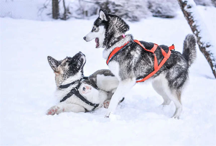 冬の愛犬の足を守る5つの方法｜肉球の凍傷・凍結防止剤から守る対策