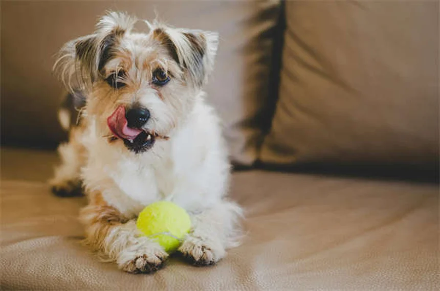犬の壁押しは危険？甘えと病気の見分け方と緊急対応