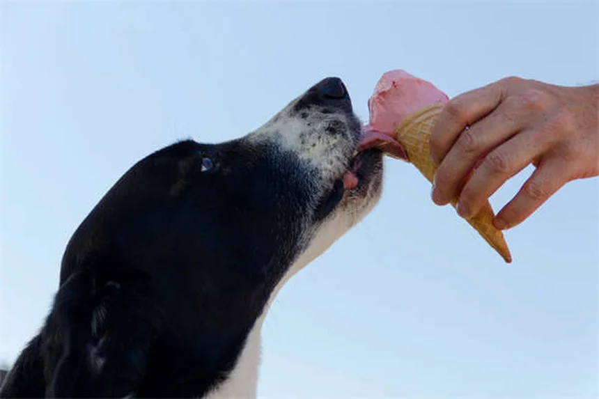 馬はバナナを食べられる？獣医師が教える安全な与え方と絶対NGなケース