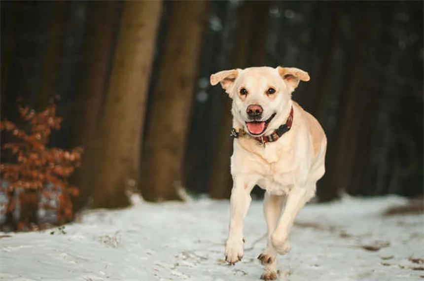 犬の平熱って何度？正しい測り方と見分け方を実体験で解説