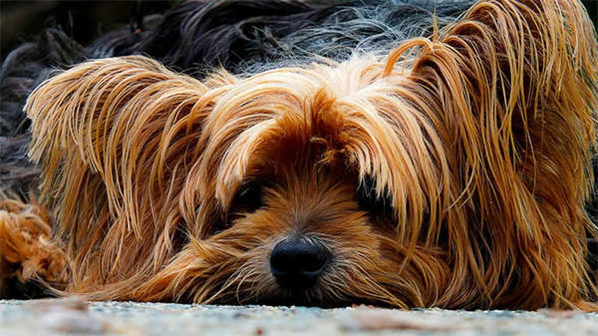 愛犬の退屈サインと解消法、獣医が教える5つのステップ