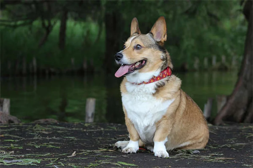 愛犬の退屈サインと解消法、獣医が教える5つのステップ