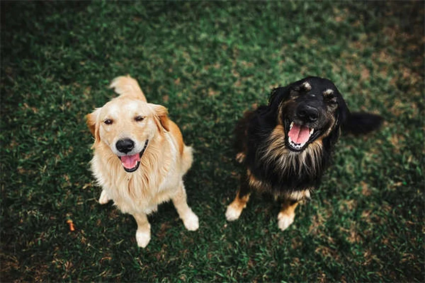 愛犬の退屈サインと解消法、獣医が教える5つのステップ