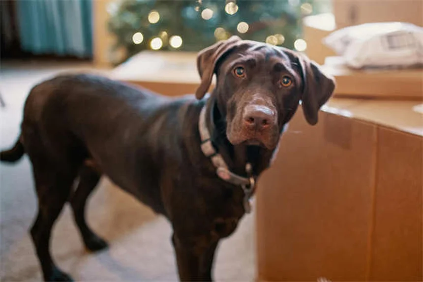 シニア犬も夢中！5分から始めるタッチスクリーンゲームの教え方