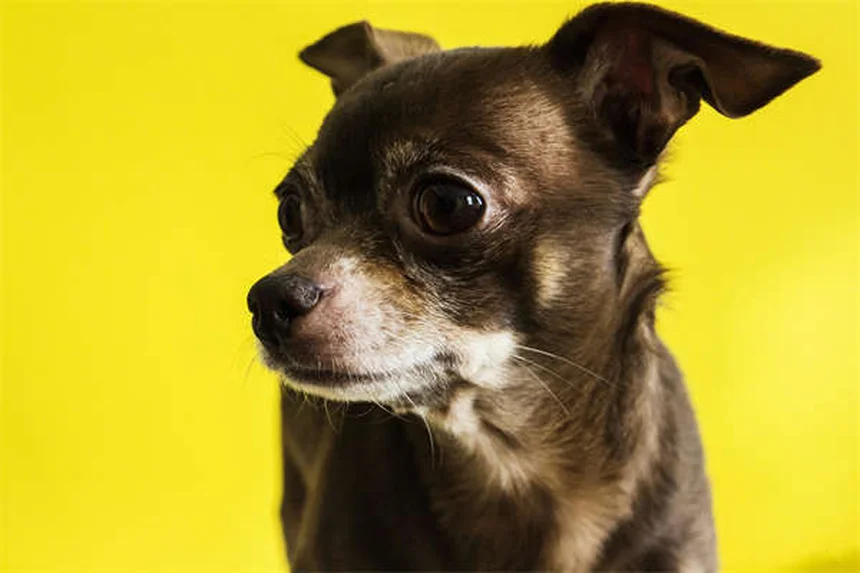 犬の下痢にビスマスサリチル酸：安全な使用法と正しい用量を徹底解説