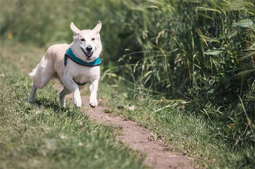 犬用ベッドの正しい洗い方と洗濯の頻度