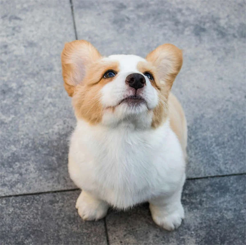 犬用ベッドの正しい洗い方と洗濯の頻度