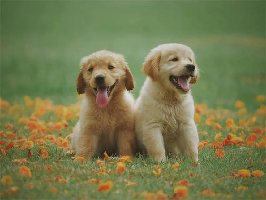 犬用ベッドの正しい洗い方と洗濯の頻度