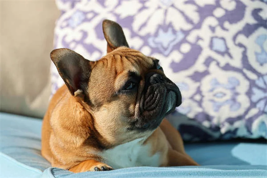 ドワーフハムスターの飼い方：初心者が失敗しない5つのコツ