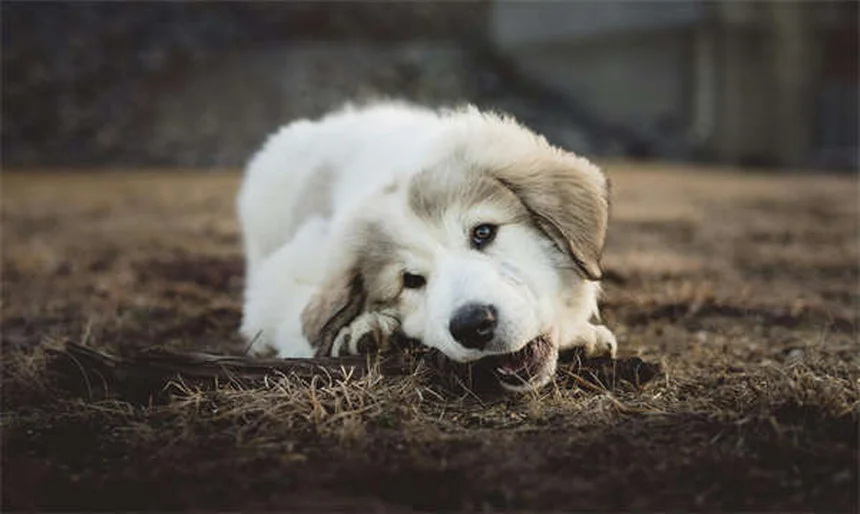 ドワーフハムスターの飼い方：初心者が失敗しない5つのコツ