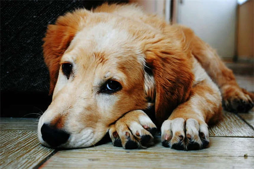 ドワーフハムスターの飼い方：初心者が失敗しない5つのコツ