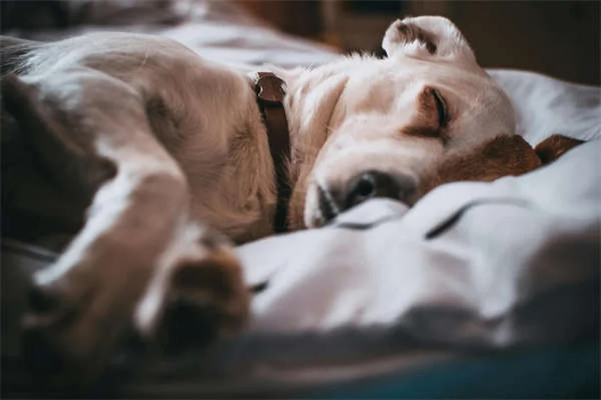 飼い主の緊張が犬に与える影響と解決法【獣医師が解説】