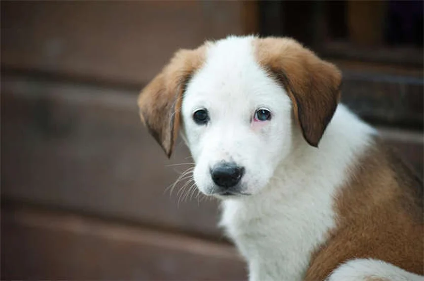 テトラサイクリンを犬に使う前に知っておきたい7つのポイント