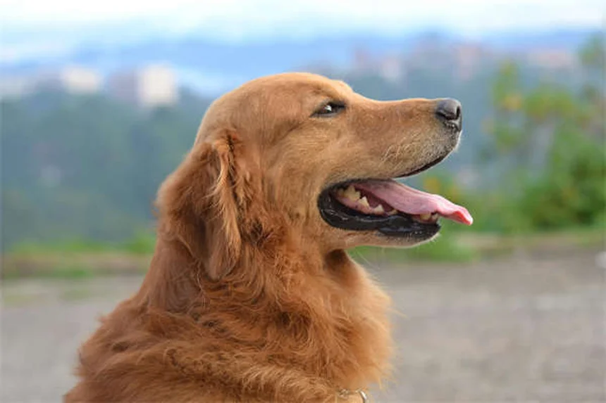 犬は暗闇で見える？夜目が利く秘密と猫との違いを徹底解説