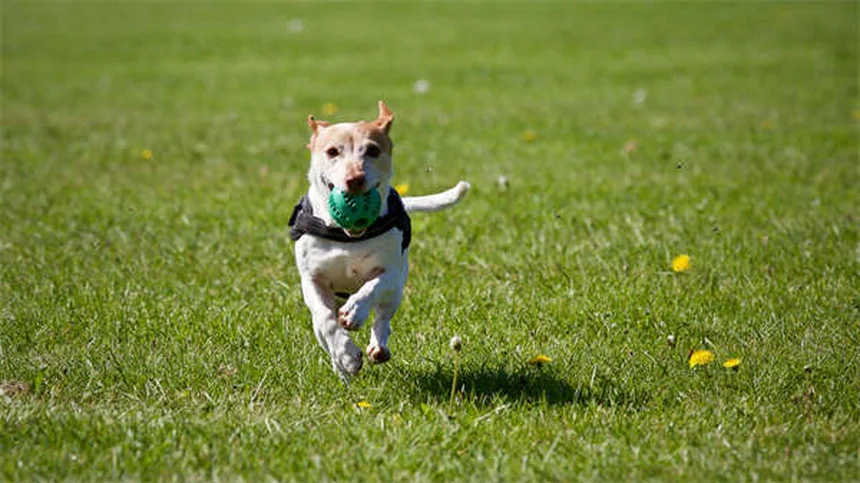冬のペット旅行を安全に！犬や猫と行く前に知るべき7つのポイント