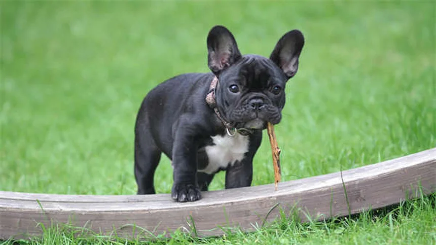 犬が目を開けて寝る理由5つ！安心できる正常行動と危険な病気の見分け方
