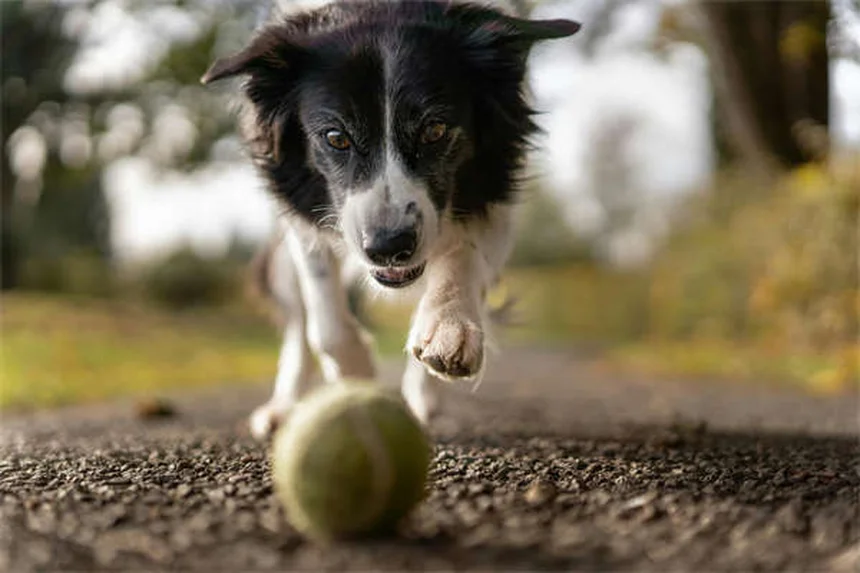 犬にベナドリルを与える前に知るべき7つの真実と正しい用量