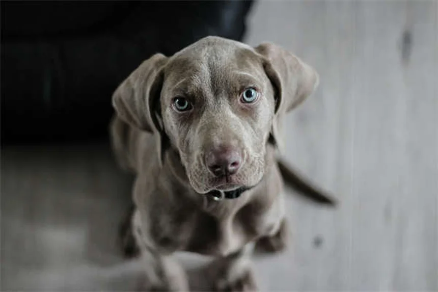 ボリコナゾールとは？犬猫の真菌感染症治療薬の効果と危険な副作用