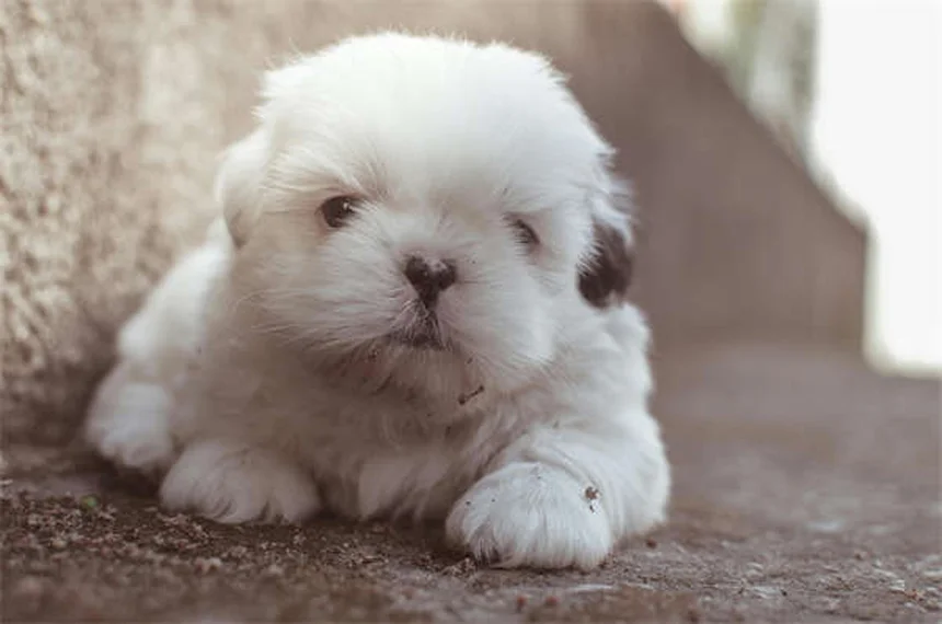 犬猫のメトクロプラミド副作用は怖くない？正しい使い方と獣医師の体験談