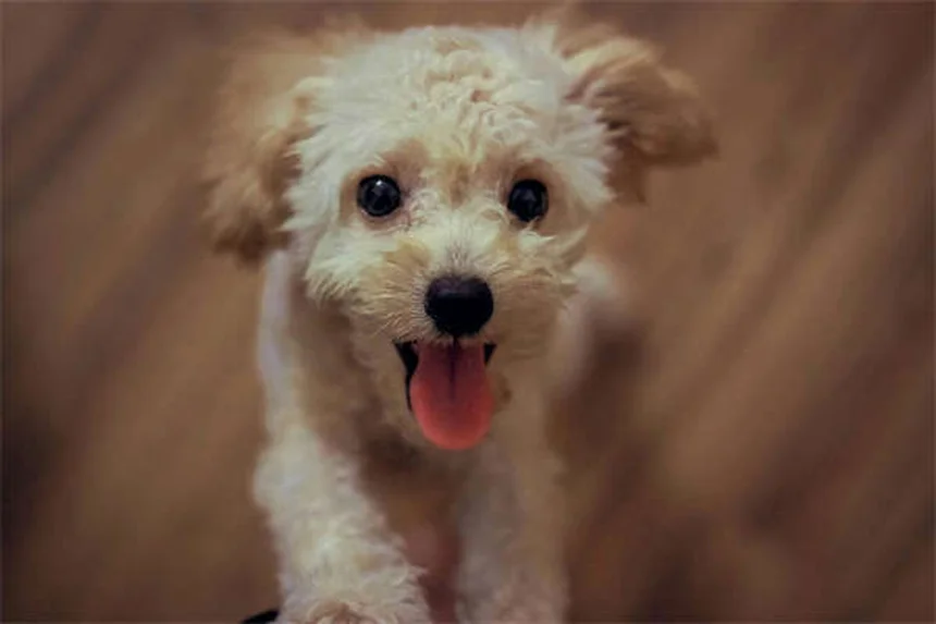 犬のホームケア8選｜獣医師が教える自宅で試せる安全な対処法
