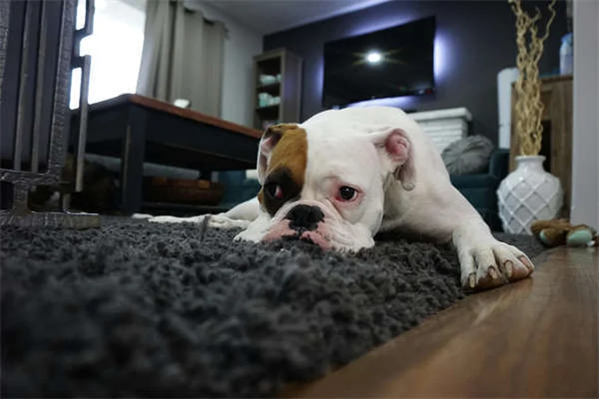 フィラリアを正しく知る！飼い主が知るべき10の誤解と真実