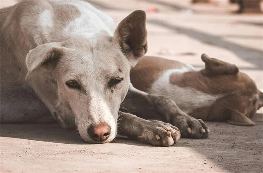 フィラリアを正しく知る！飼い主が知るべき10の誤解と真実