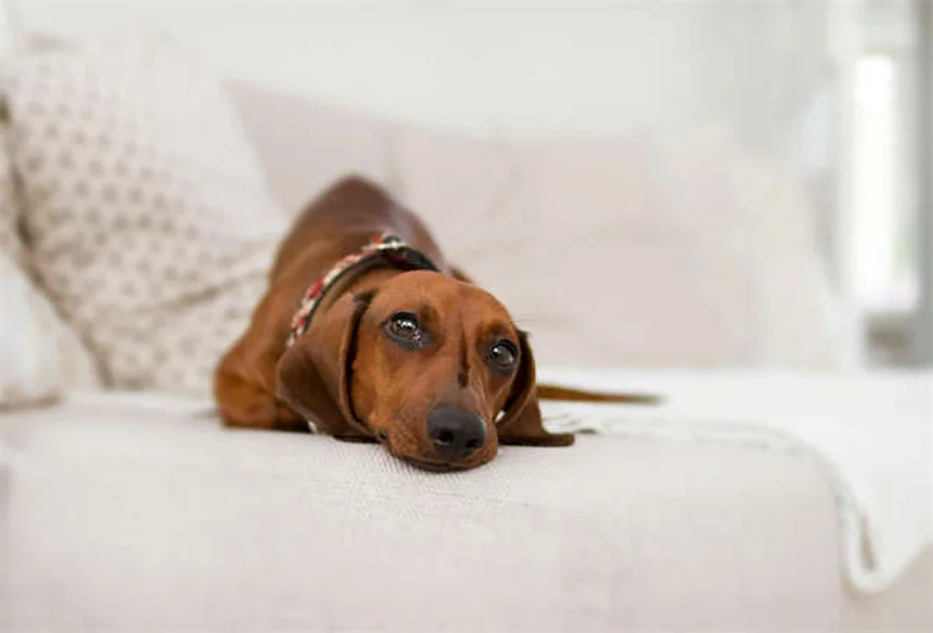 社会化不足の犬が抱える7つの危険と今からできる対策